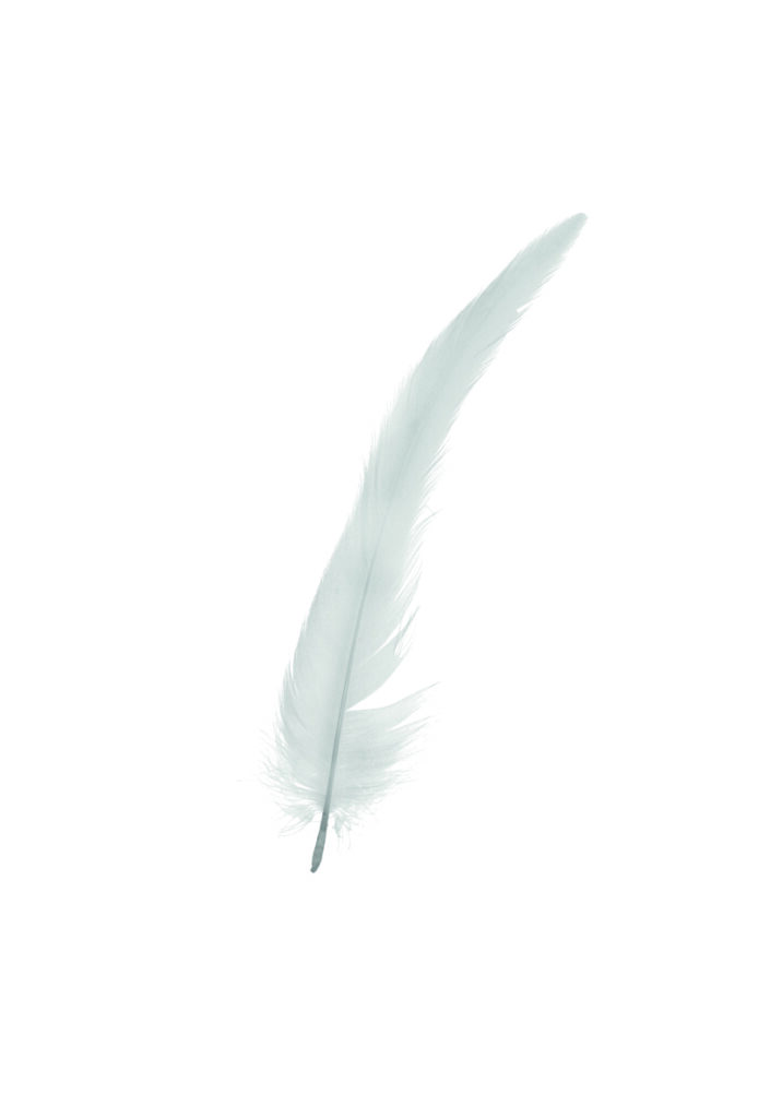 PLUMA BLANCA