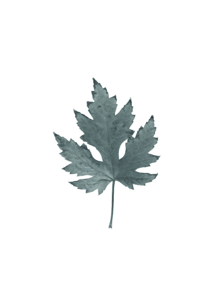 HOJA OTOÑO