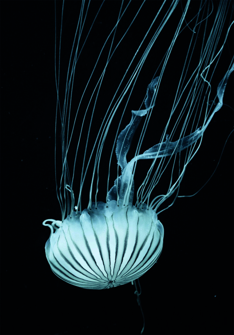 Elegante Qualle, die in dunklem Wasser schwebt.
