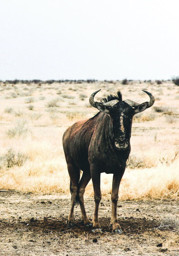 Gnu in einer kargen, wilden Landschaft.