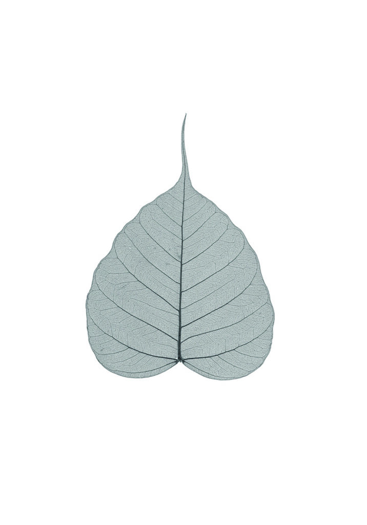 HOJA CORAZON