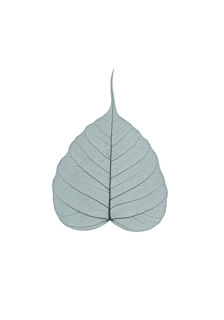 Zartes Skelettblatt mit filigraner Struktur.