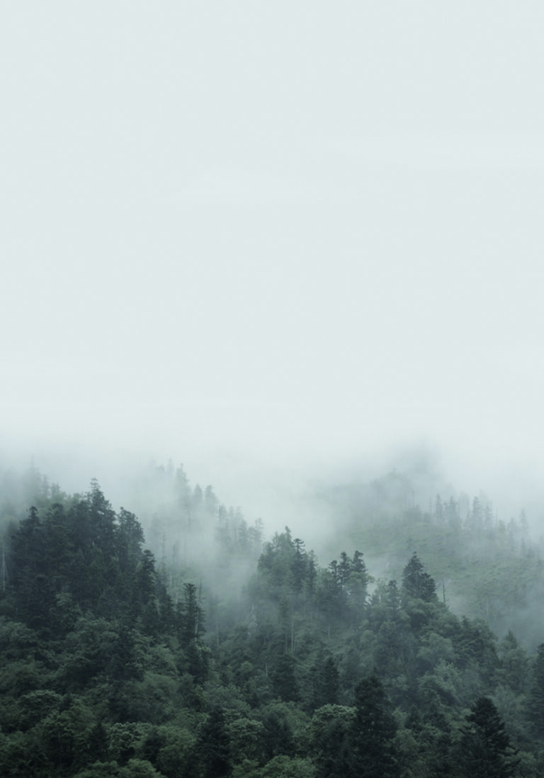 Diesiger Wald in Nebelschichten