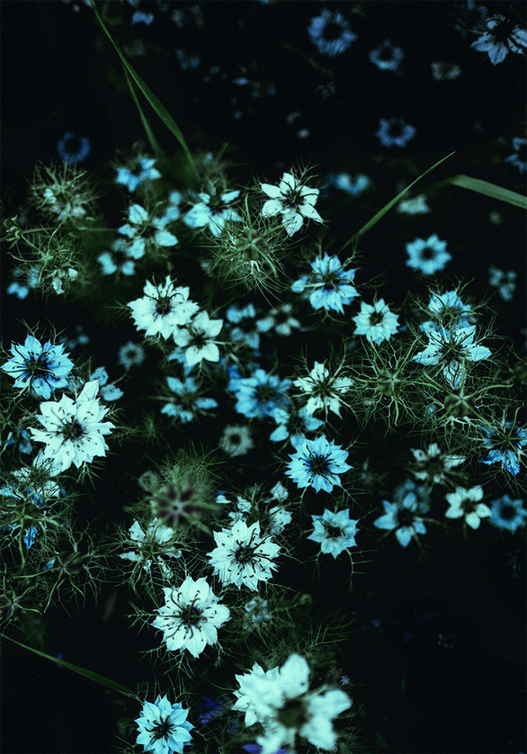 Zarte blaue Blumen vor nächtlichem Hintergrund.