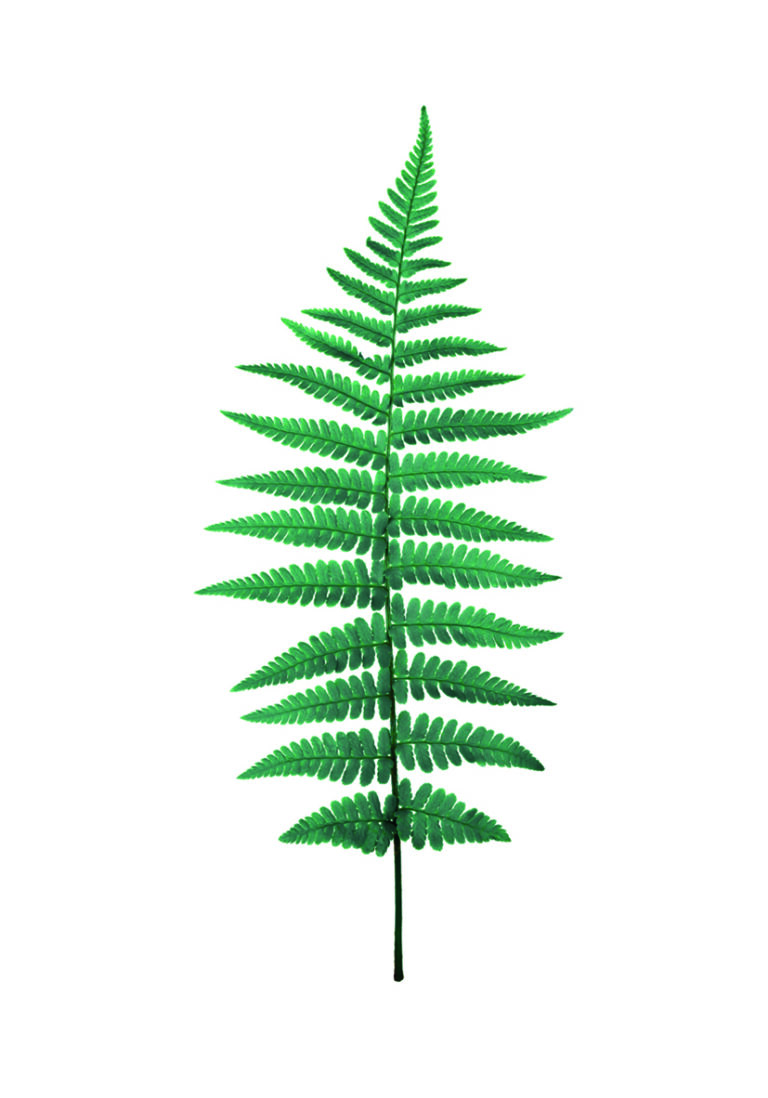Detailreiches grünes Blatt auf weißem Grund.