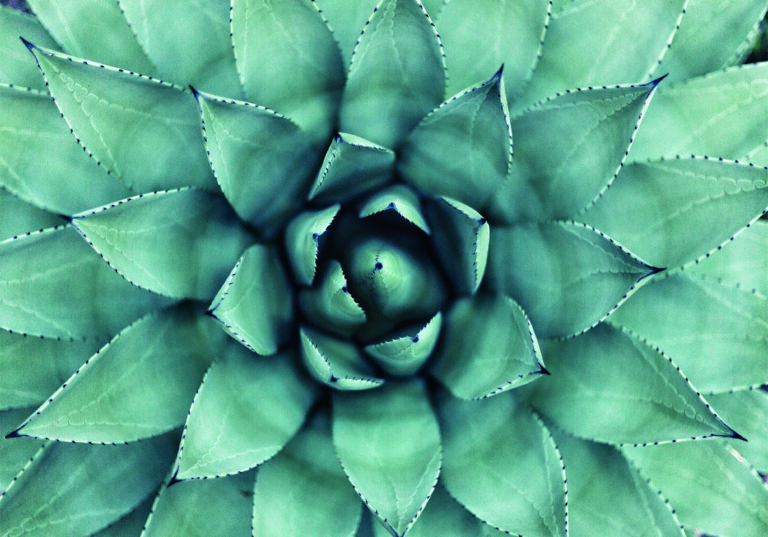 Abstrakte Kunst: Nahaufnahme einer Agave.