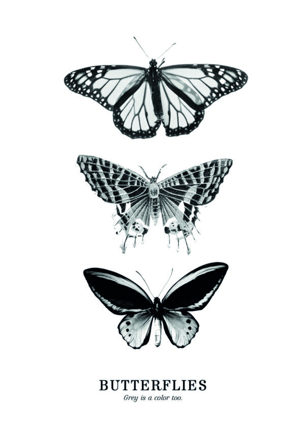 Monochrome Illustration von drei Schmetterlingen.