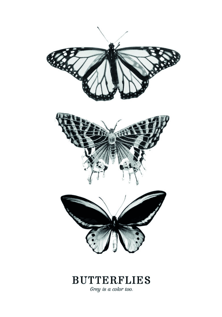 Monochrome Illustration von drei Schmetterlingen.