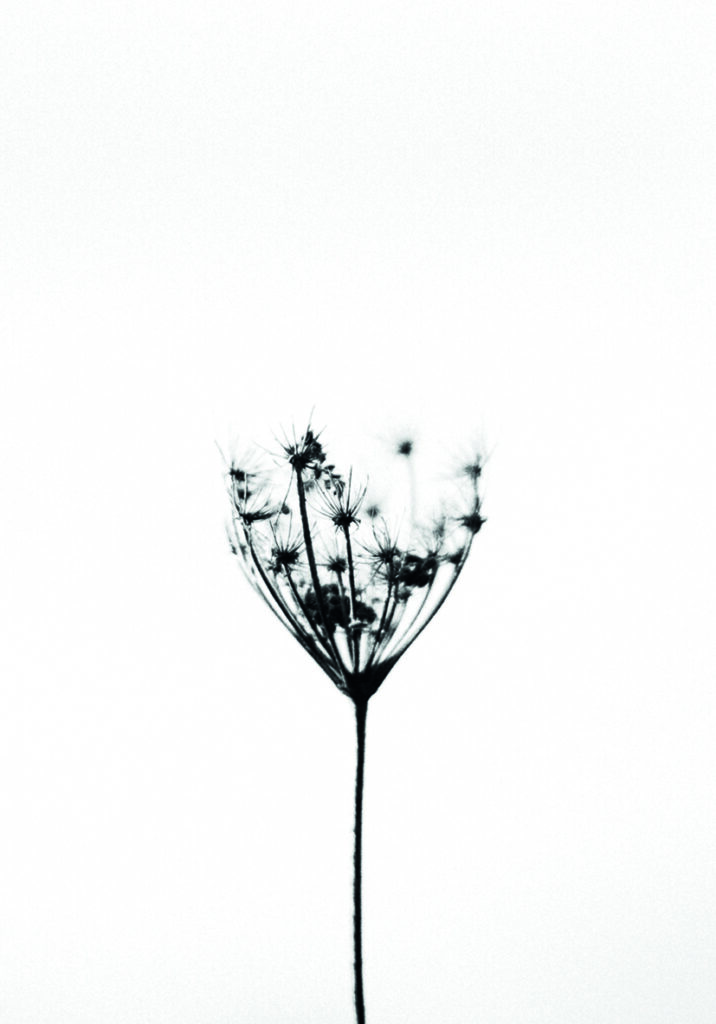 POLEN