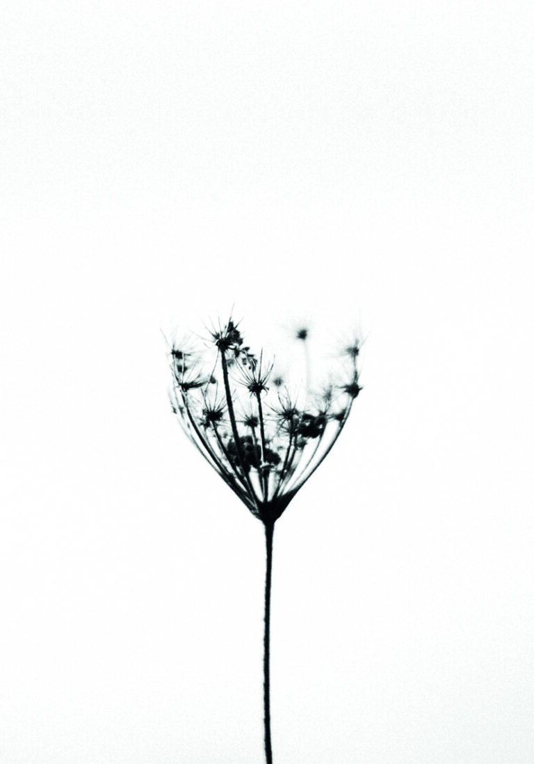 Minimalistische Wildblume in Schwarz-Weiß.