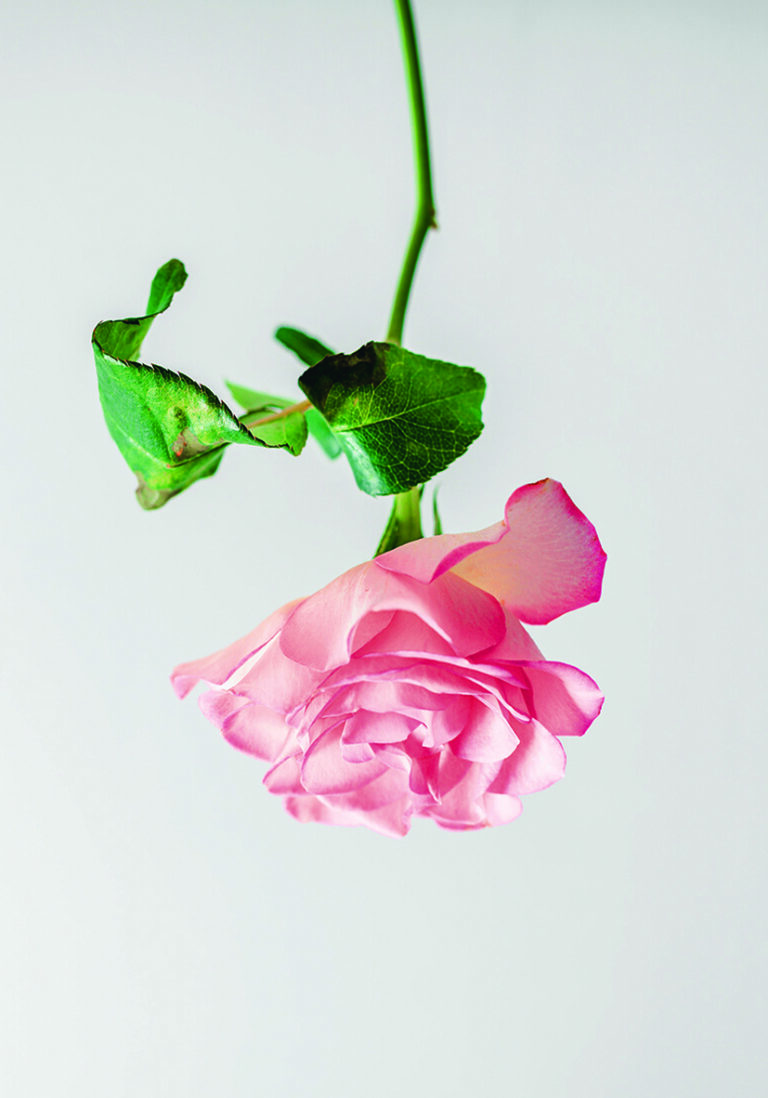 Zarte rosa Rose auf weißem Grund