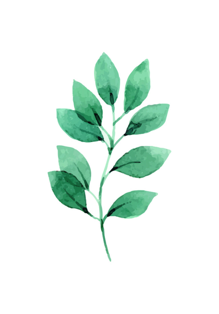 Künstlerische Aquarellillustration eines grünen Blatts.