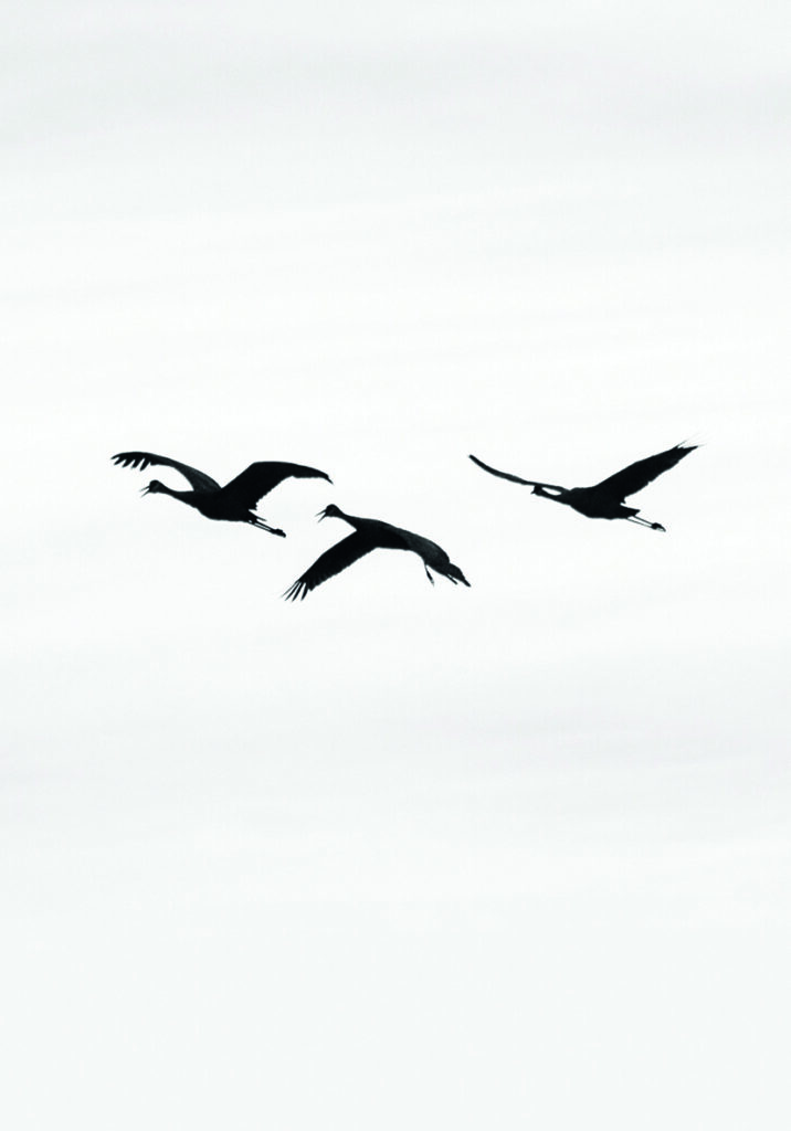 GAVIOTAS