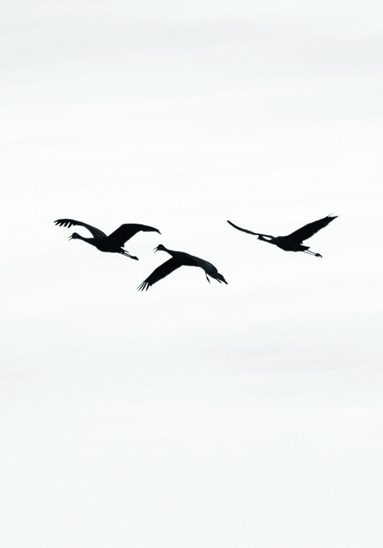 Kraniche im Flug, minimalistisch