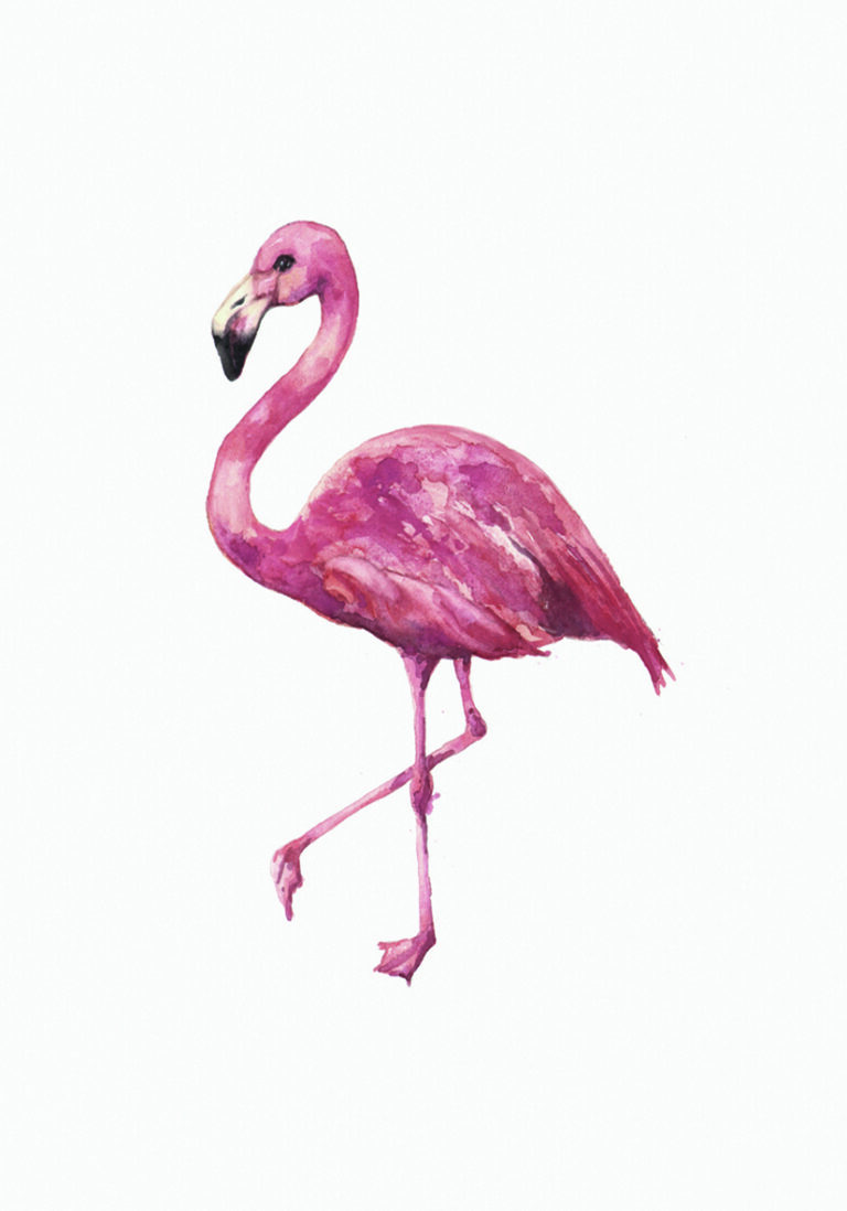 Aquarellillustration eines Flamingos auf weißem Hintergrund.