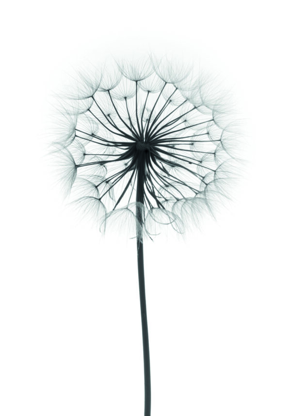 Elegante Silhouette einer Pusteblume.