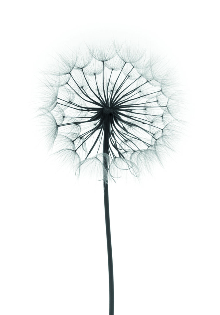 Elegante Silhouette einer Pusteblume.
