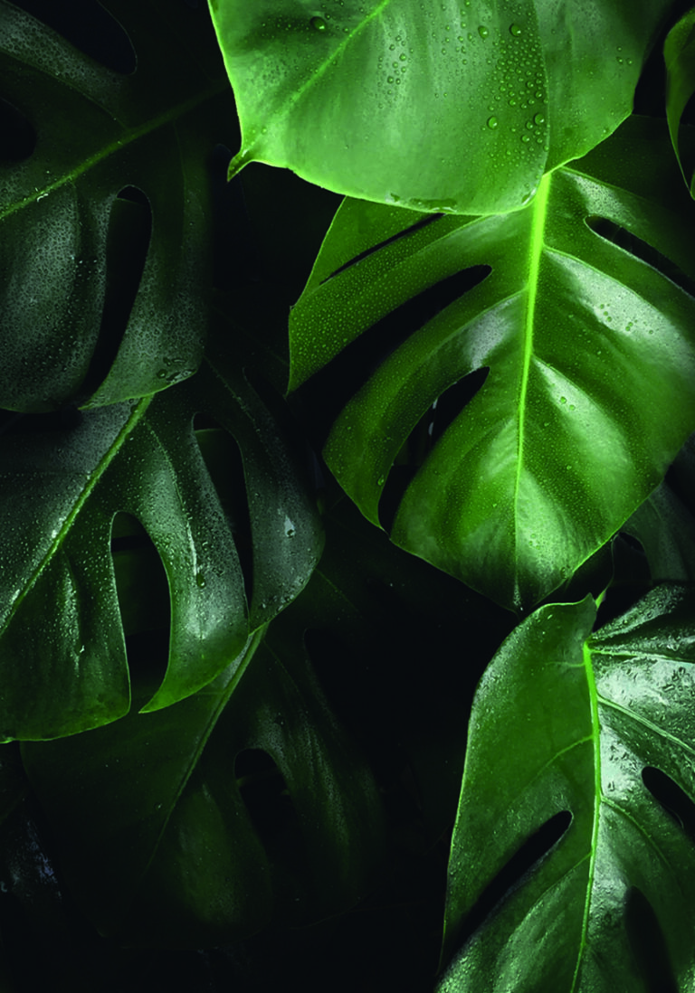 Tropische Monstera-Blätter mit frischen Wassertropfen.