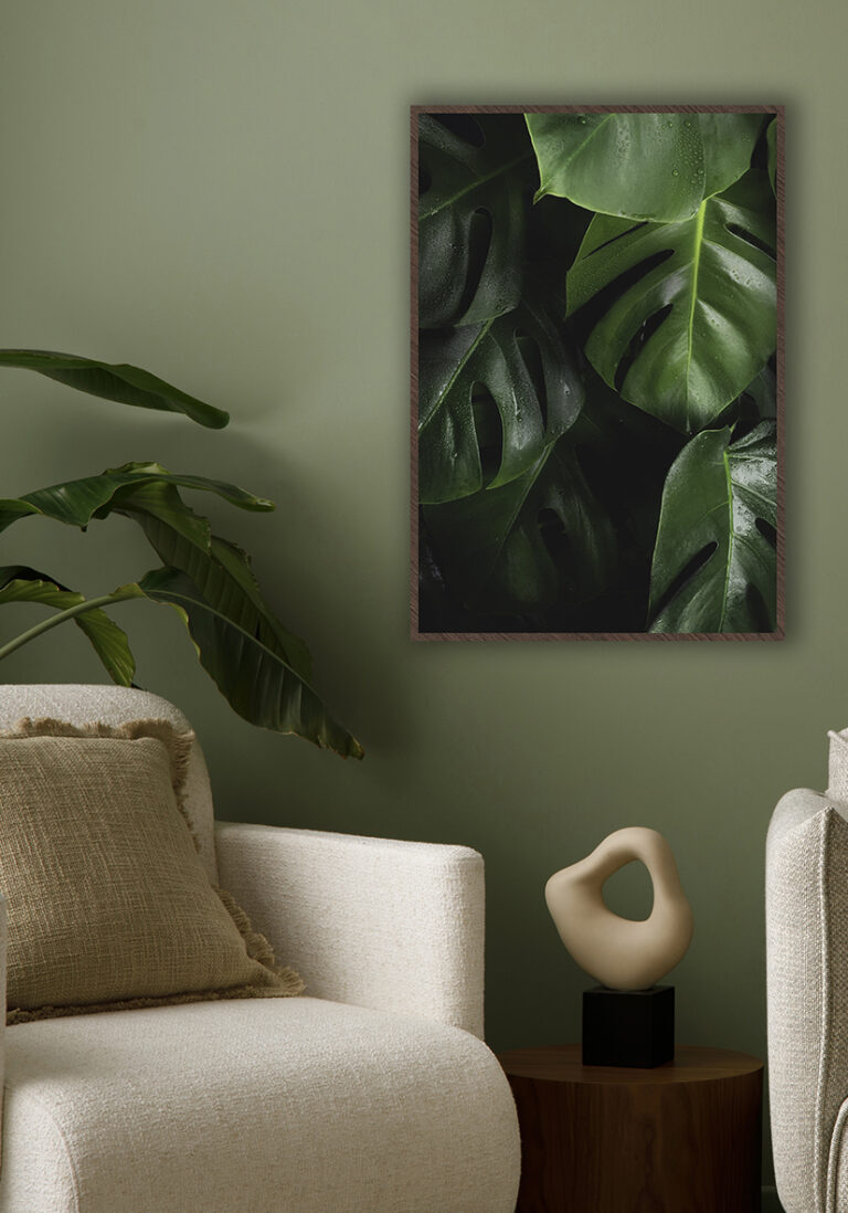 Tropische Monstera-Blätter mit frischen Wassertropfen.