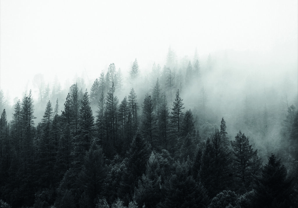 BOSQUE NIEBLA 2