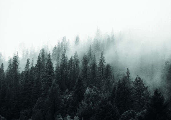 Ruhige Landschaft eines nebligen Waldes.