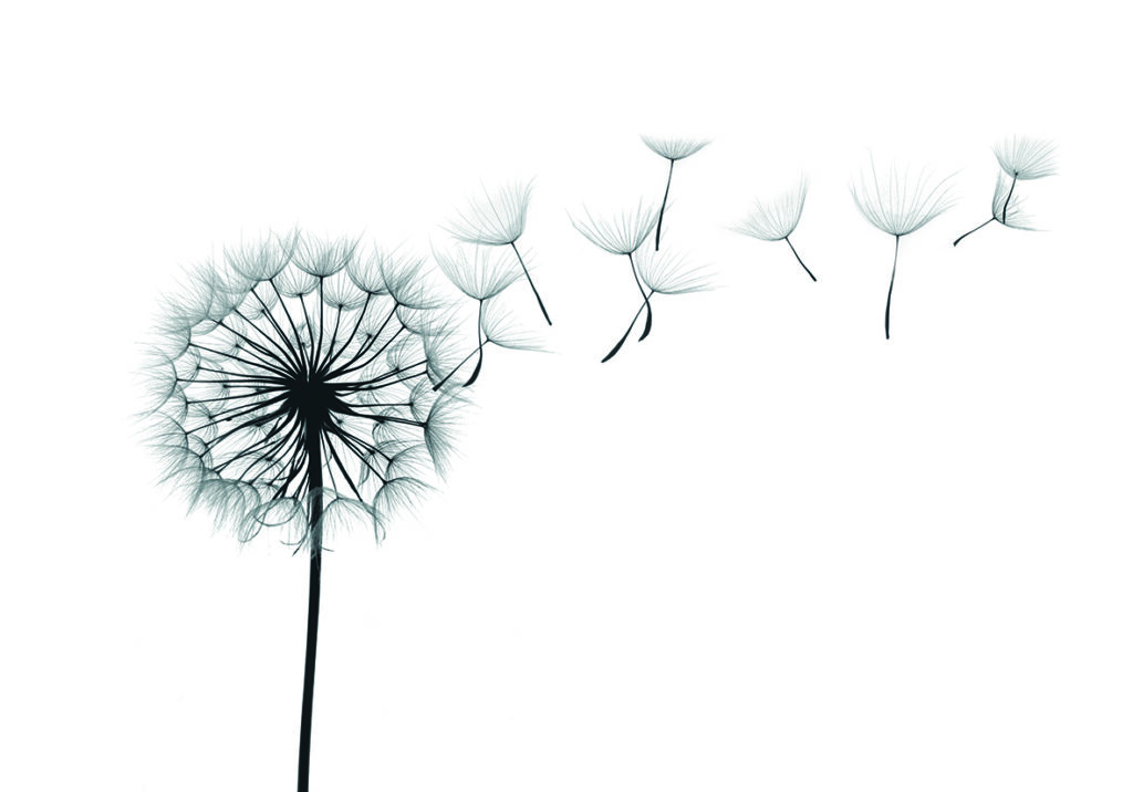 DANDELION AIRE