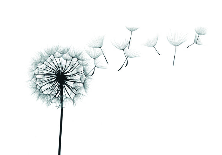 Zarte Pusteblumensamen in Bewegung