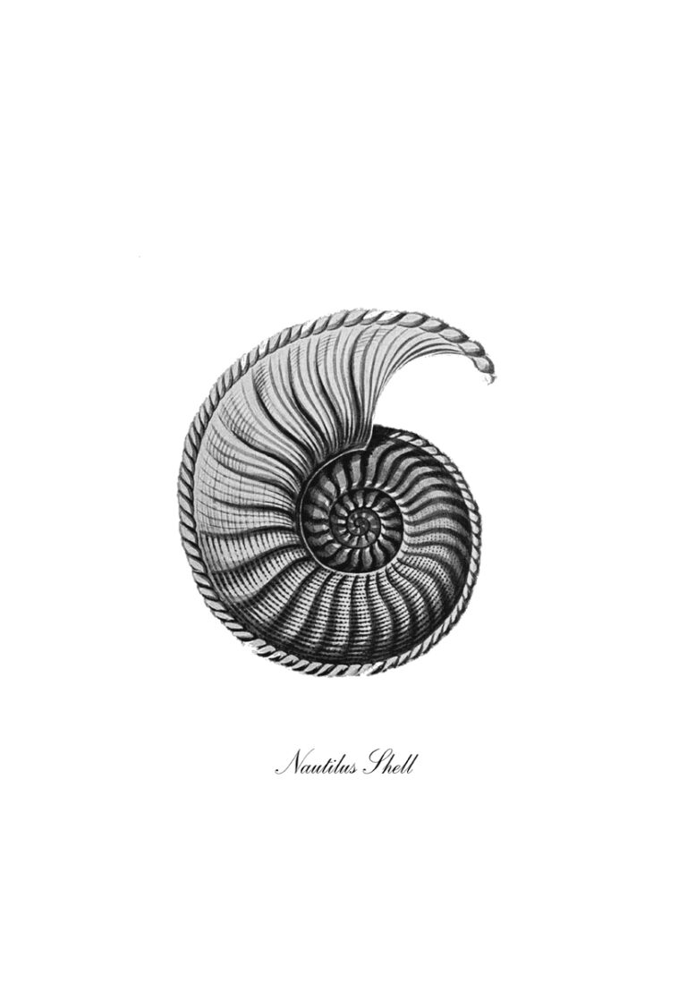 Detaillierte Illustration einer Nautilusschale