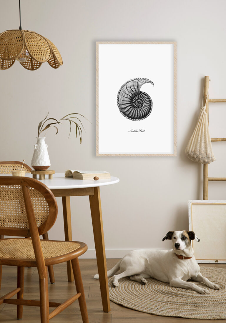 Detaillierte Illustration einer Nautilusschale