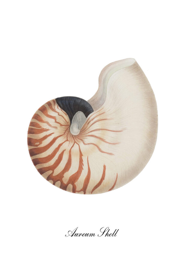 Vintage-Illustration einer Nautilusschale