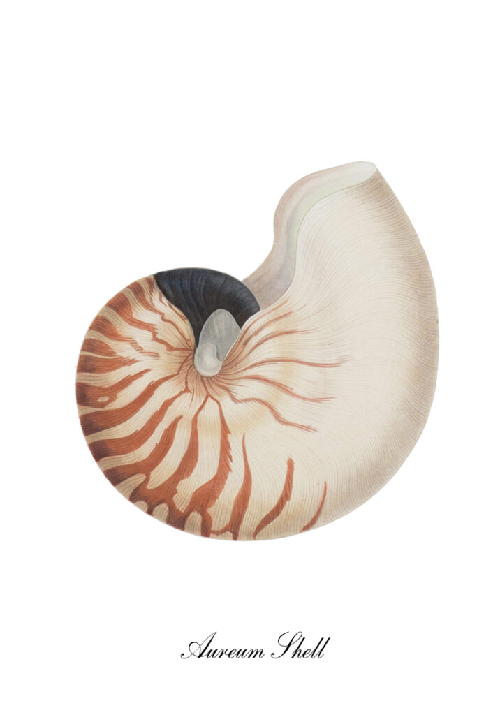 CORAL 3