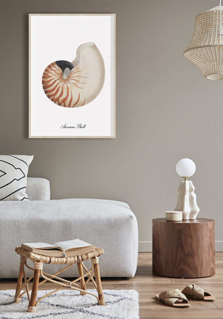 Vintage-Illustration einer Nautilusschale