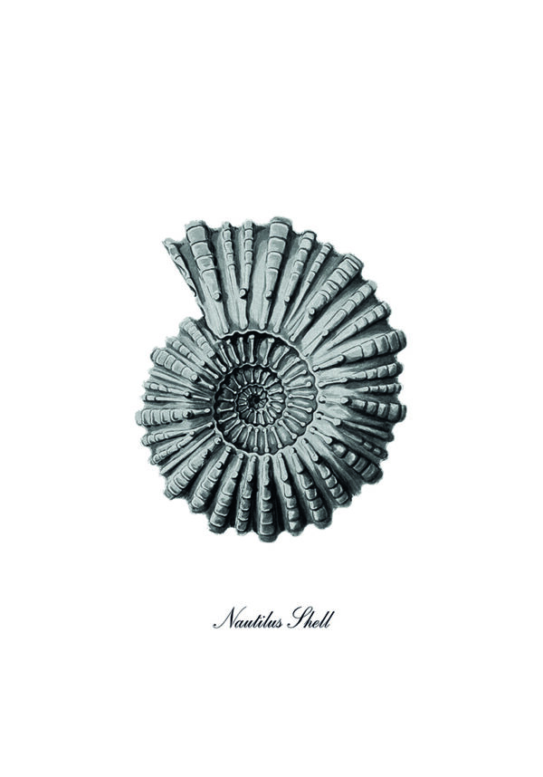 Monochrome Illustration einer Nautilusschale