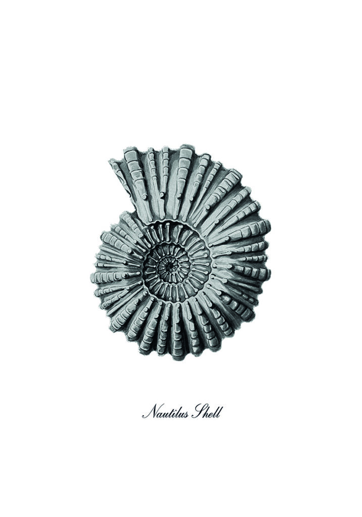 CORAL 4