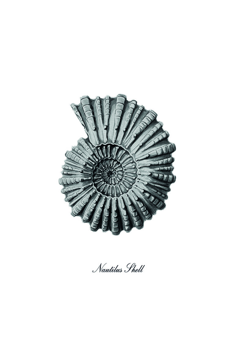 Monochrome Illustration einer Nautilusschale