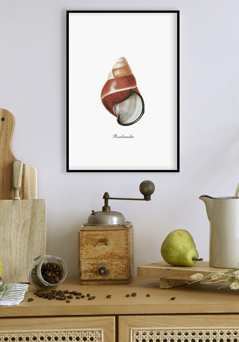 Illustration eines Prosobranchia-Schneckenhauses