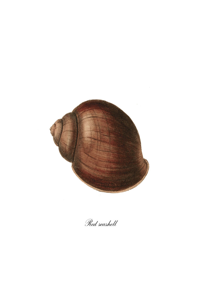 Illustration einer roten Meeresmuschel auf weißem Grund