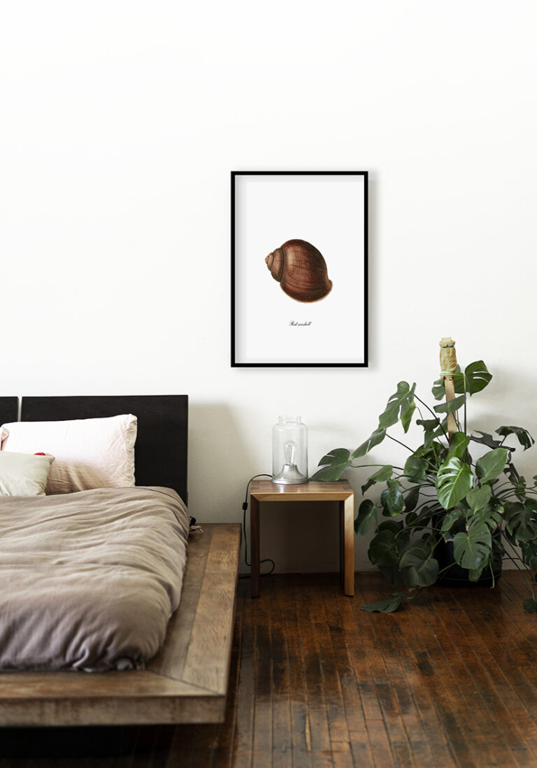 Illustration einer roten Meeresmuschel auf weißem Grund