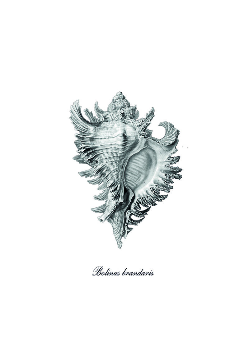 Detaillierter Stich von Bolinus brandaris