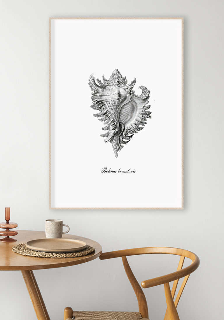 Detaillierter Stich von Bolinus brandaris
