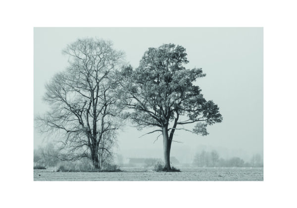 Winterliche Bäume in Schwarz-Weiß mit ruhiger Stimmung