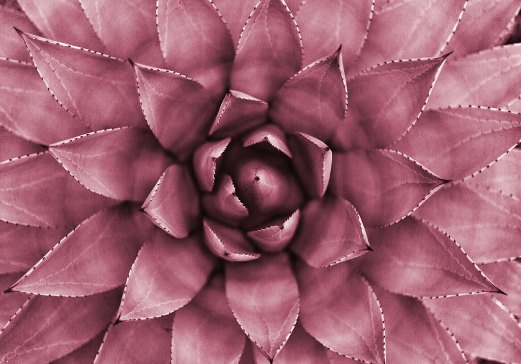 CACTUS PINK