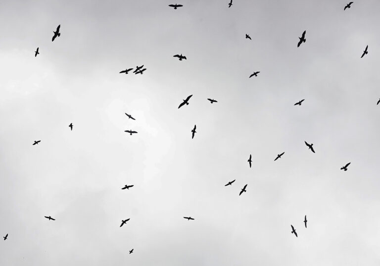 Vogelschwarm im Flug