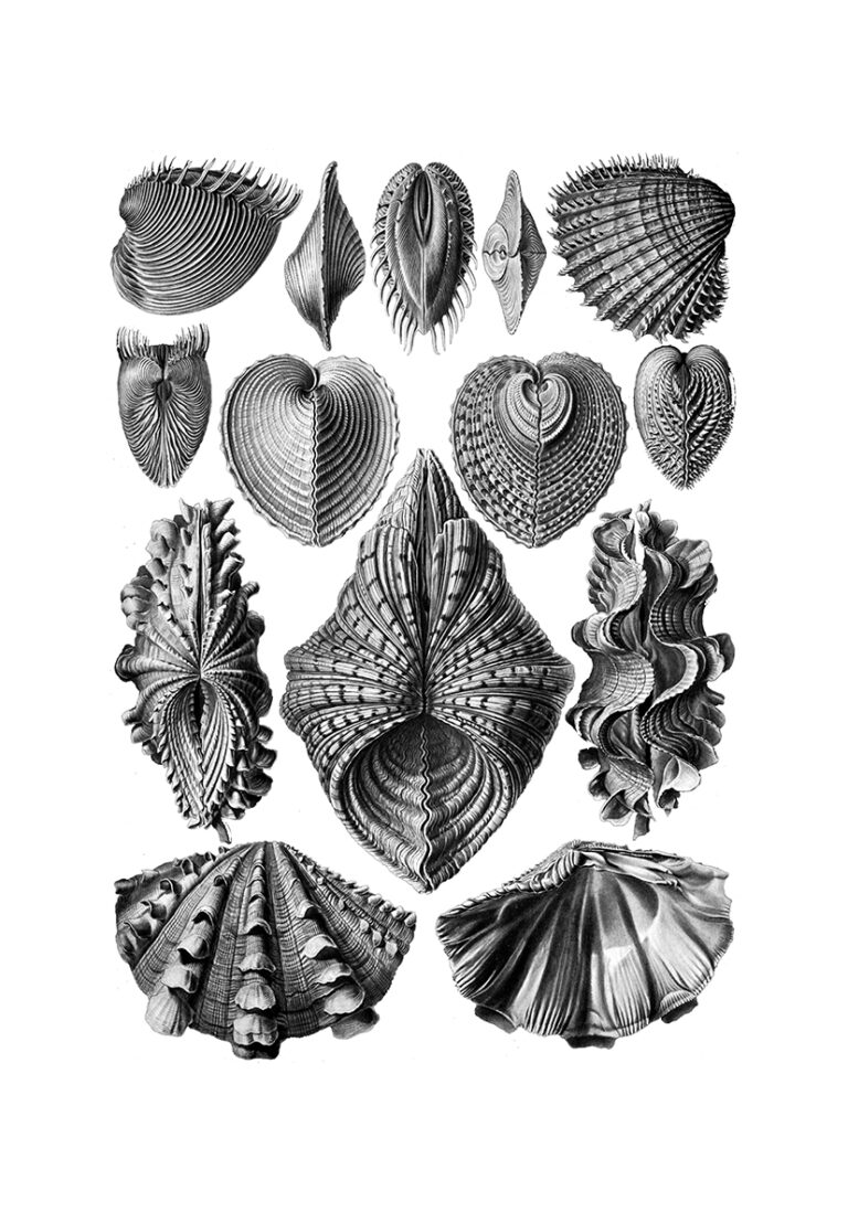 Wissenschaftliche Vintage-Illustration einer Muschel