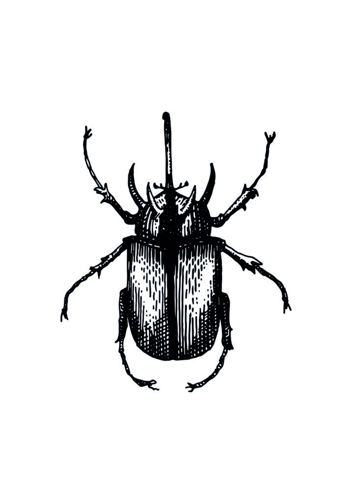 ESCARABAJO