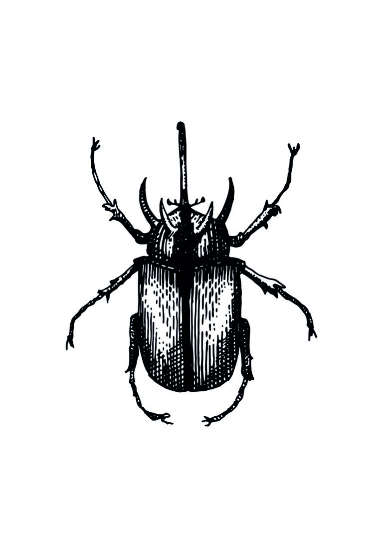 Detaillierte entomologische Illustration eines Käfers