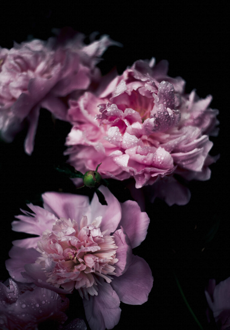 Rosa Pfingstrosen mit Wassertropfen