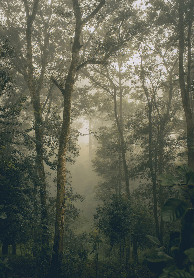 Nebliger Wald mit ruhiger Atmosphäre