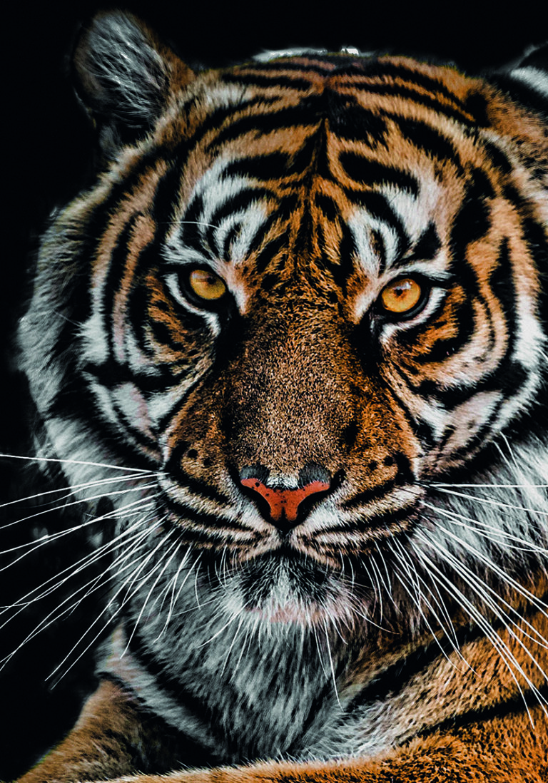Majestätisches Porträt eines Bengaltigers