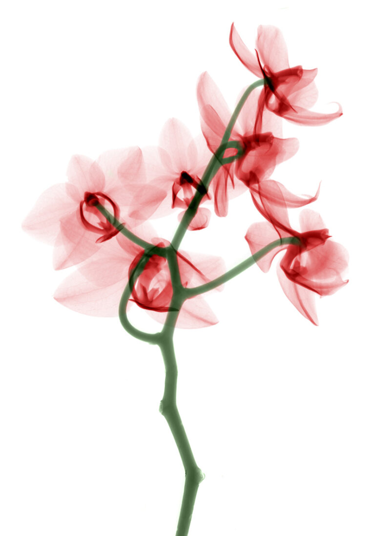 Orchidee im Röntgenstil